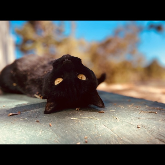 Meet your Posher, Rose - Picture 2 of 11